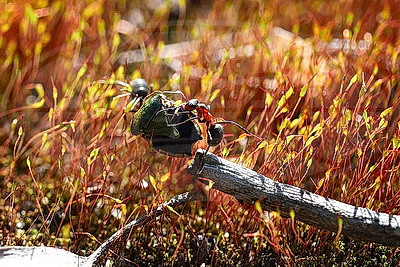 ФОТОХРОНИКА начинает новый информационный день