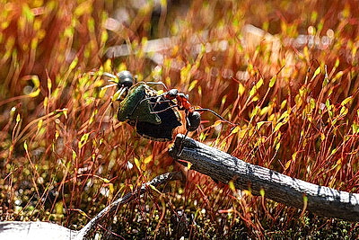 ФОТОХРОНИКА начинает новый информационный день