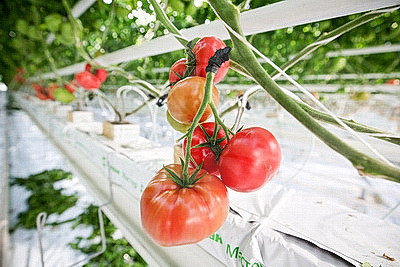 Фермеры Столинского района наращивают объемы производства овощей