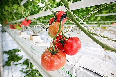 Фермеры Столинского района наращивают объемы производства овощей