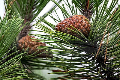 ФОТОХРОНИКА начинает новый информационный день