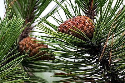 ФОТОХРОНИКА начинает новый информационный день