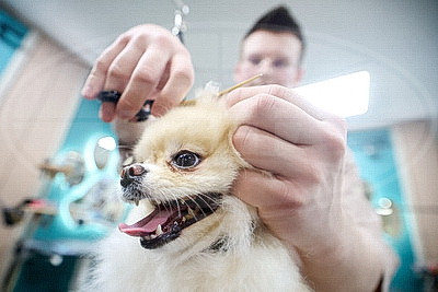 Школьник из Гродно нашел себя в груминге после первой стрижки своего йорка