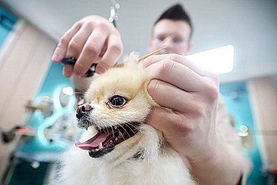 Школьник из Гродно нашел себя в груминге после первой стрижки своего йорка
