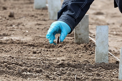 В Могилевском районе стартовал сев селекционных образцов льна-долгунца