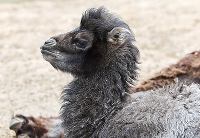 Впервые в Витебском зоопарке родился верблюжонок