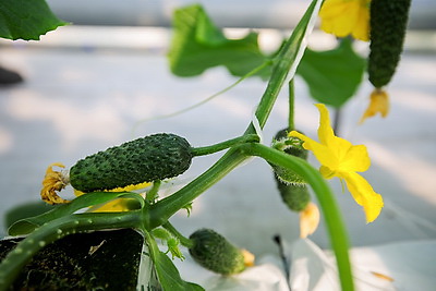В Столинском районе созревает второй урожай огурцов в теплице