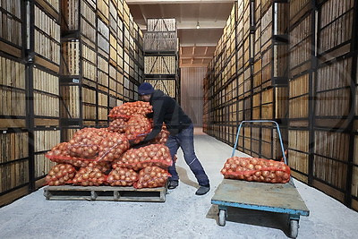 Как в Гродненской области хранят и реализуют плодоовощную продукцию