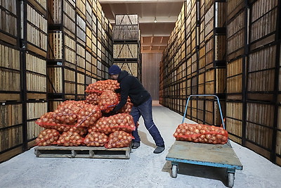 Как в Гродненской области хранят и реализуют плодоовощную продукцию