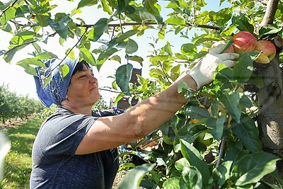 Более 3 тыс. тонн яблок заложат в стабфонд Брестской области