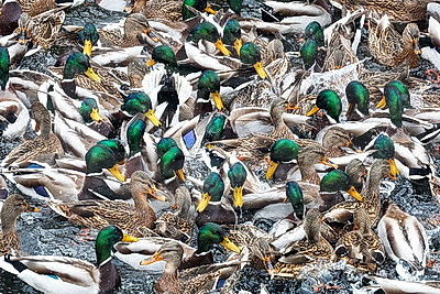 На водоемах Могилева можно увидеть большое скопление уток