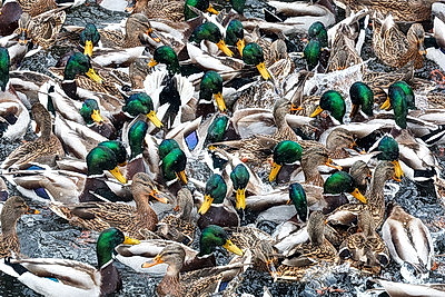 На водоемах Могилева можно увидеть большое скопление уток