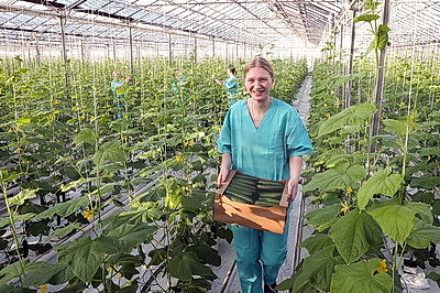 Первые огурцы нового урожая собрали овощеводы тепличного хозяйства "Брилево"