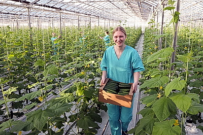 Первые огурцы нового урожая собрали овощеводы тепличного хозяйства "Брилево"