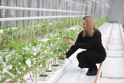 На Гродненской овощной фабрике ухаживают за рассадой, готовят ее к высадке