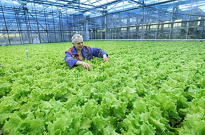 Урожай свежих огурцов, помидоров, салата, зелени собирают в Полоцком районе