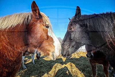 ФОТОХРОНИКА начинает новый информационный день