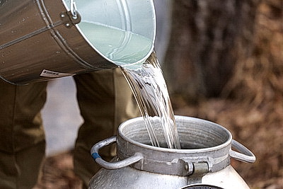 В Гродненской области приступили к заготовке березового сока