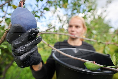 Весом 100 грамм и больше куриного яйца. Урожай слив собирают в Щучинском районе