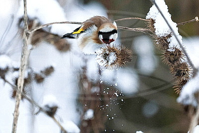 ФОТОХРОНИКА начинает новый информационный день