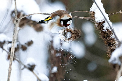 ФОТОХРОНИКА начинает новый информационный день
