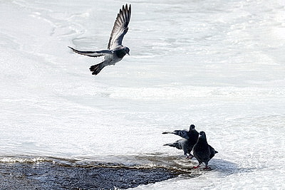 ФОТОХРОНИКА начинает новый информационный день