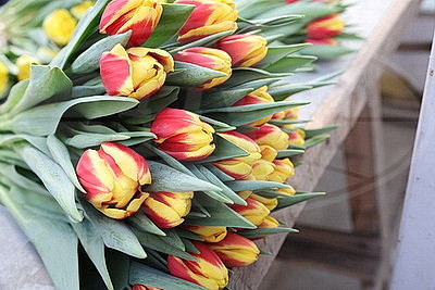 Минский парниково-тепличный комбинат к 8 Марта вырастит более 200 тыс. тюльпанов и около 60 тыс. роз