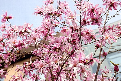 В Бресте распустилась магнолия