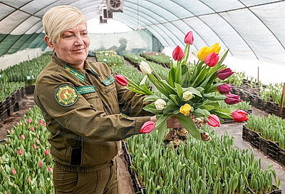 Тюльпаны продолжают расти даже в вазе. В Гомельском опытном лесхозе рассказали об особенностях букетов