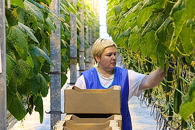 Кировский район начал сбор первого в этом году урожая ароматных тепличных огурцов