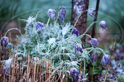 Мокрый снег выпал в Гродно