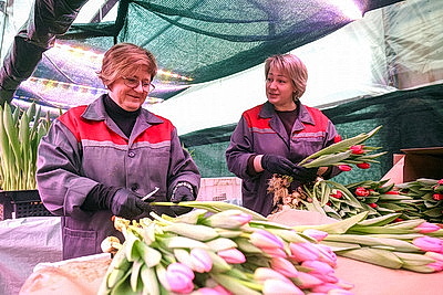 В Гродно готовятся к самому красивому весеннему празднику и начали срезку тюльпанов
