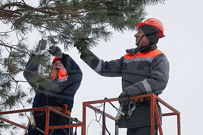 "Шишки на вес золота". Как в Белыничском лесхозе заботятся о будущем леса