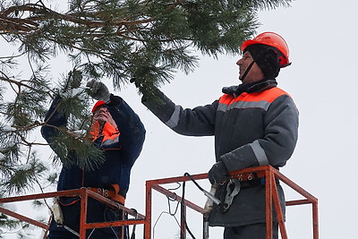 "Шишки на вес золота". Как в Белыничском лесхозе заботятся о будущем леса
